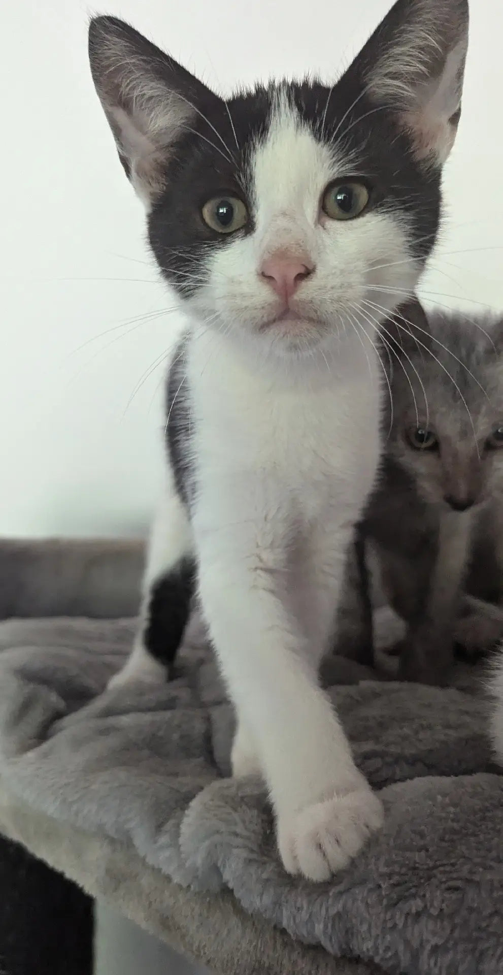 F1 Lykoi Black and White Tuxedo Boy Kittens