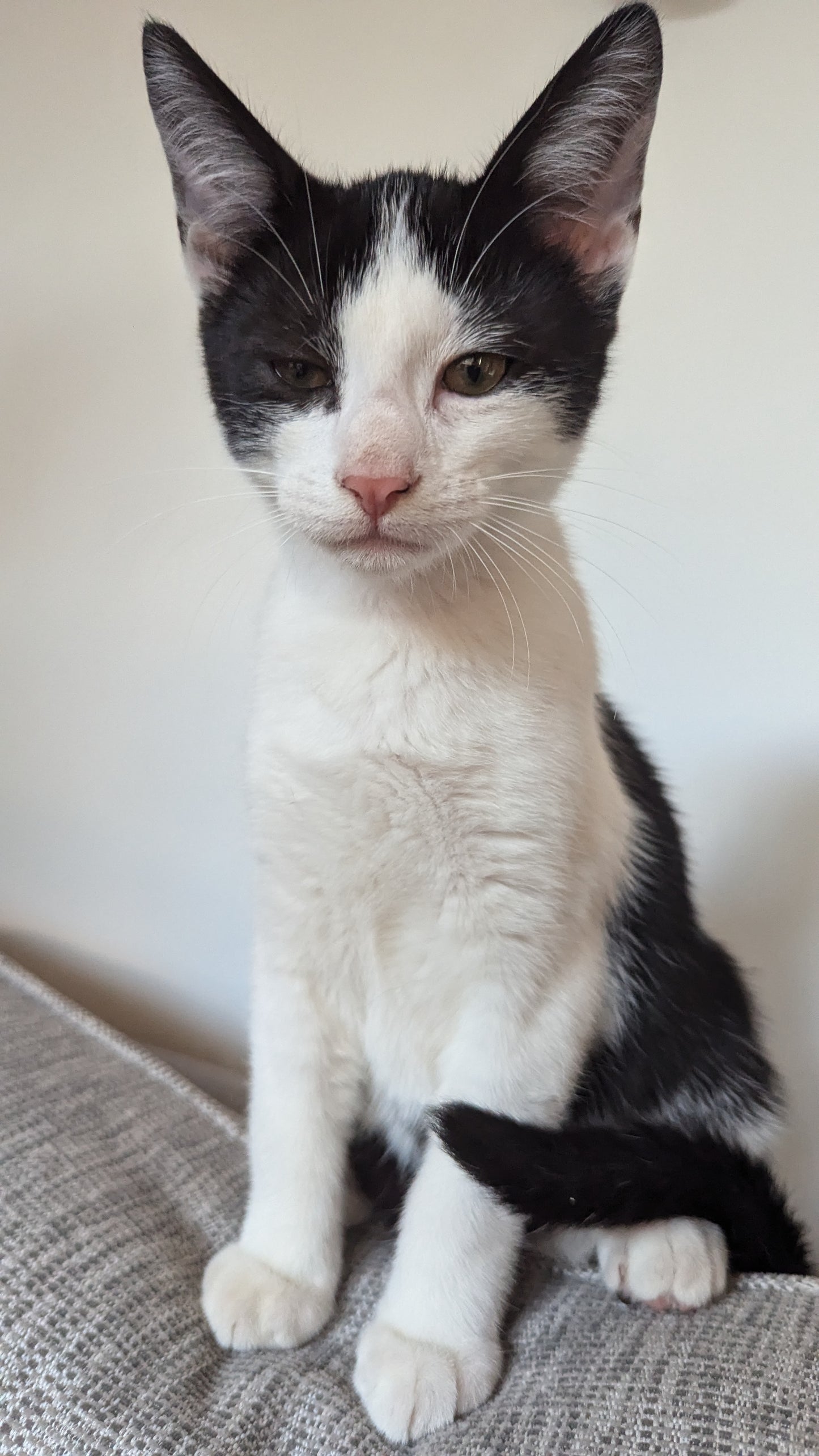 F1 Lykoi Black and White Tuxedo Boy Kittens