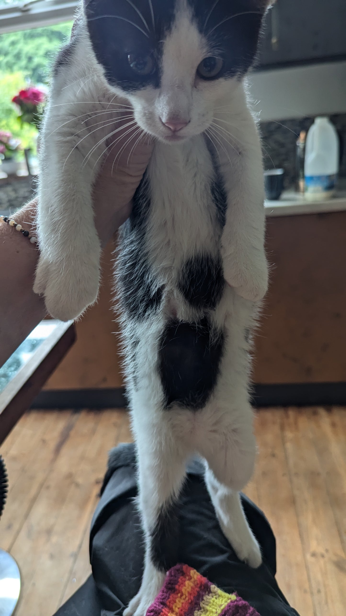 F1 Lykoi Black and White Tuxedo Boy Kittens