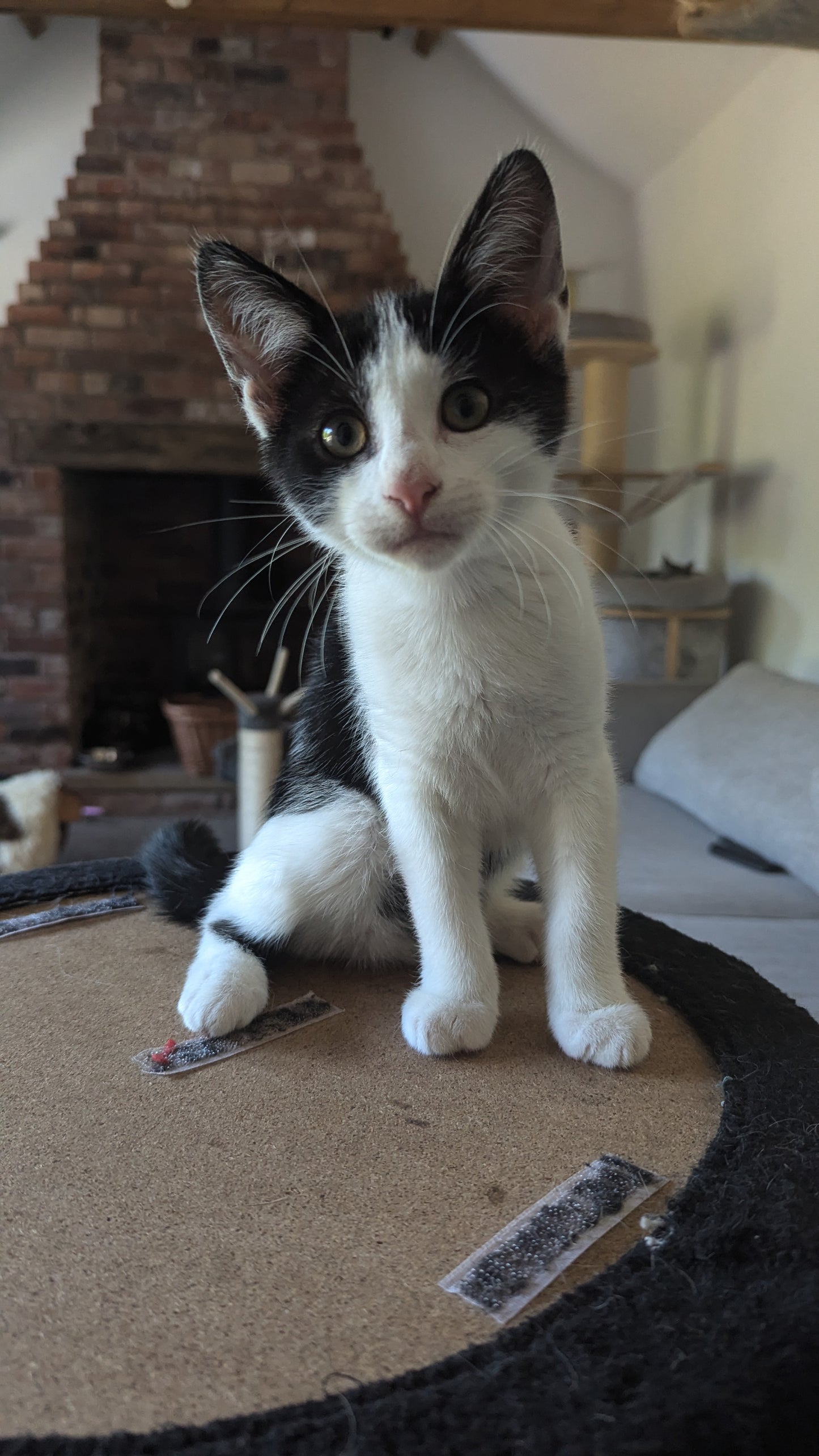 F1 Lykoi Black and White Tuxedo Boy Kittens