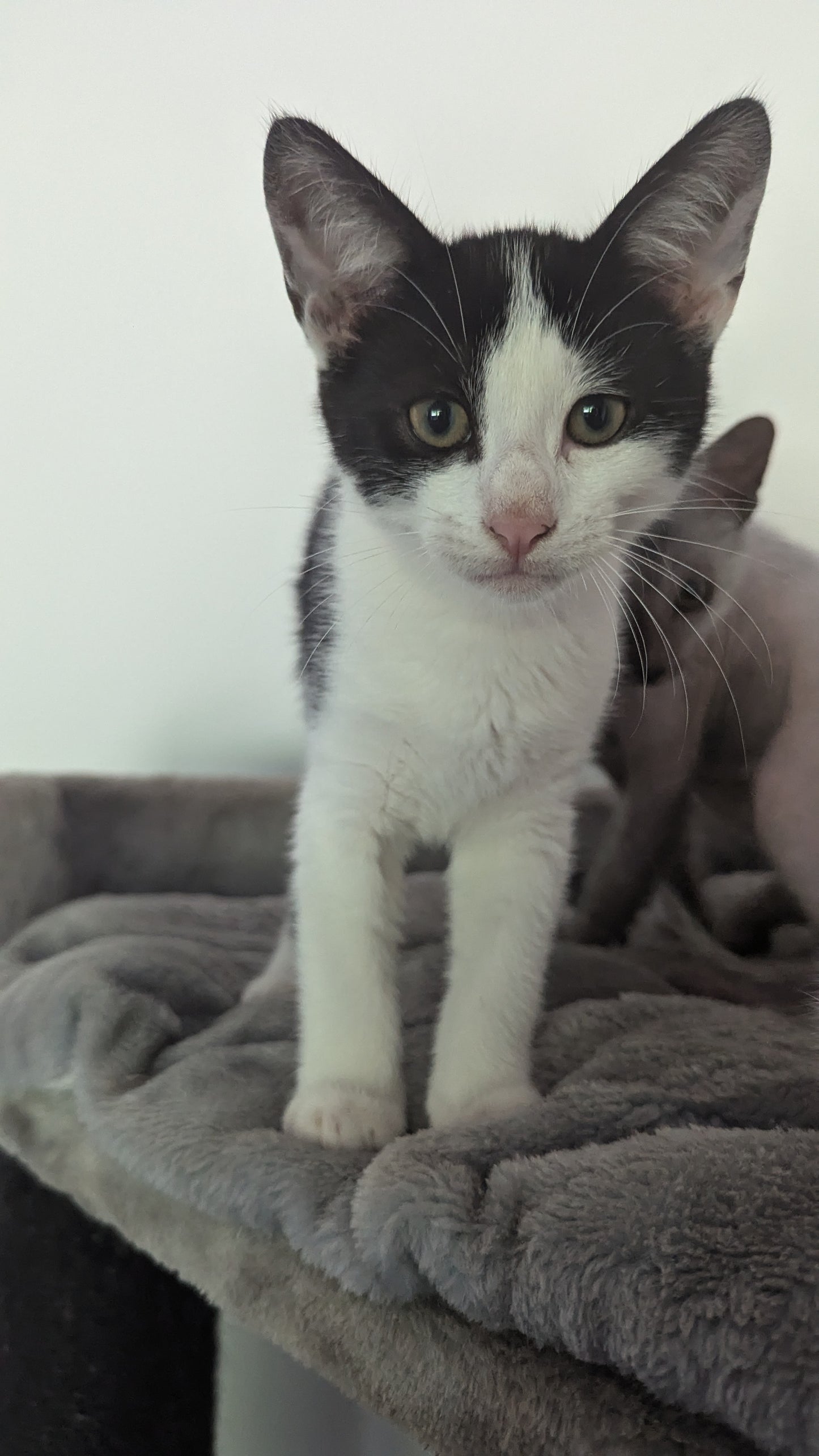 F1 Lykoi Black and White Tuxedo Boy Kittens