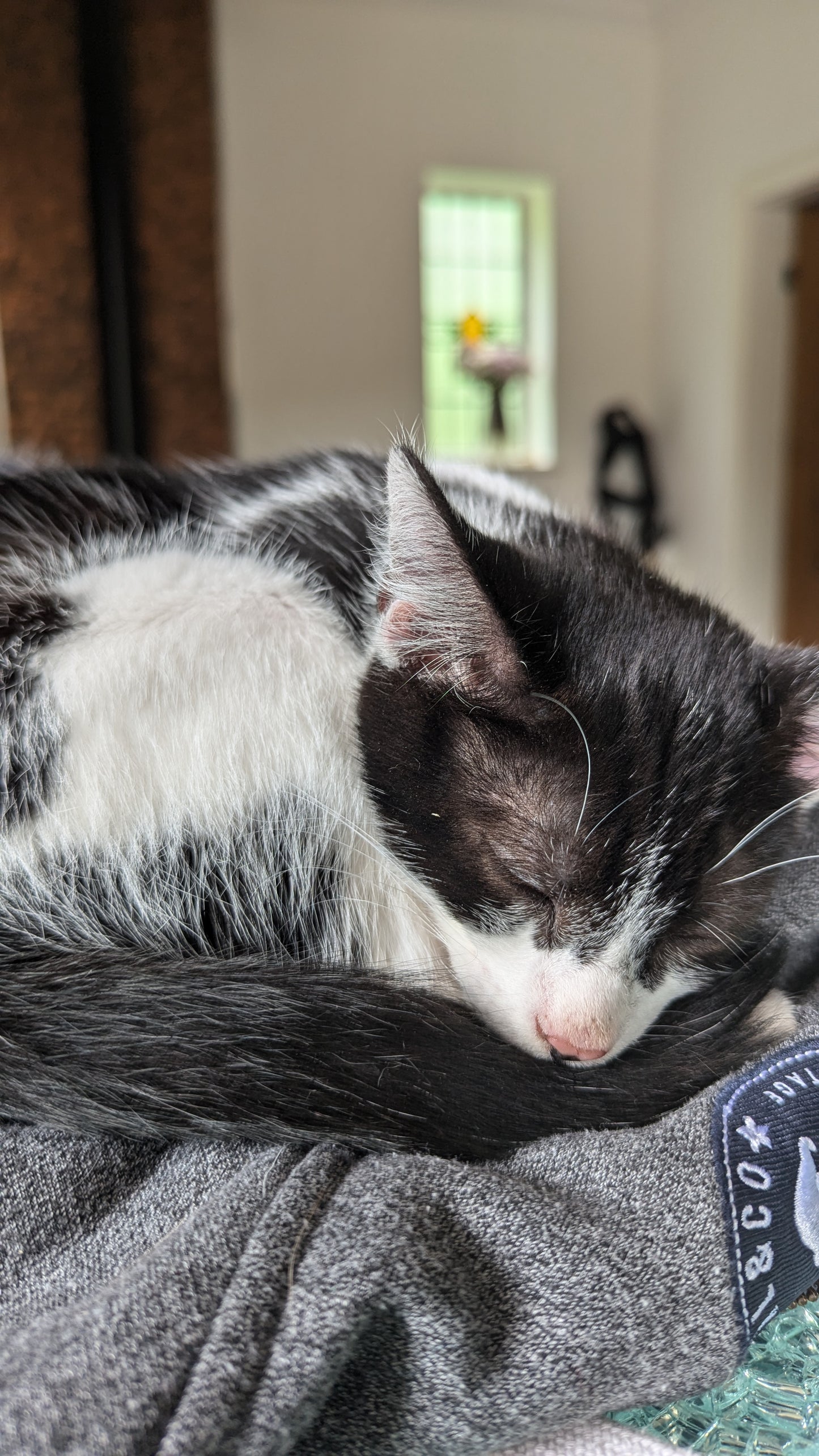 F1 Lykoi Black and White Tuxedo Boy Kittens