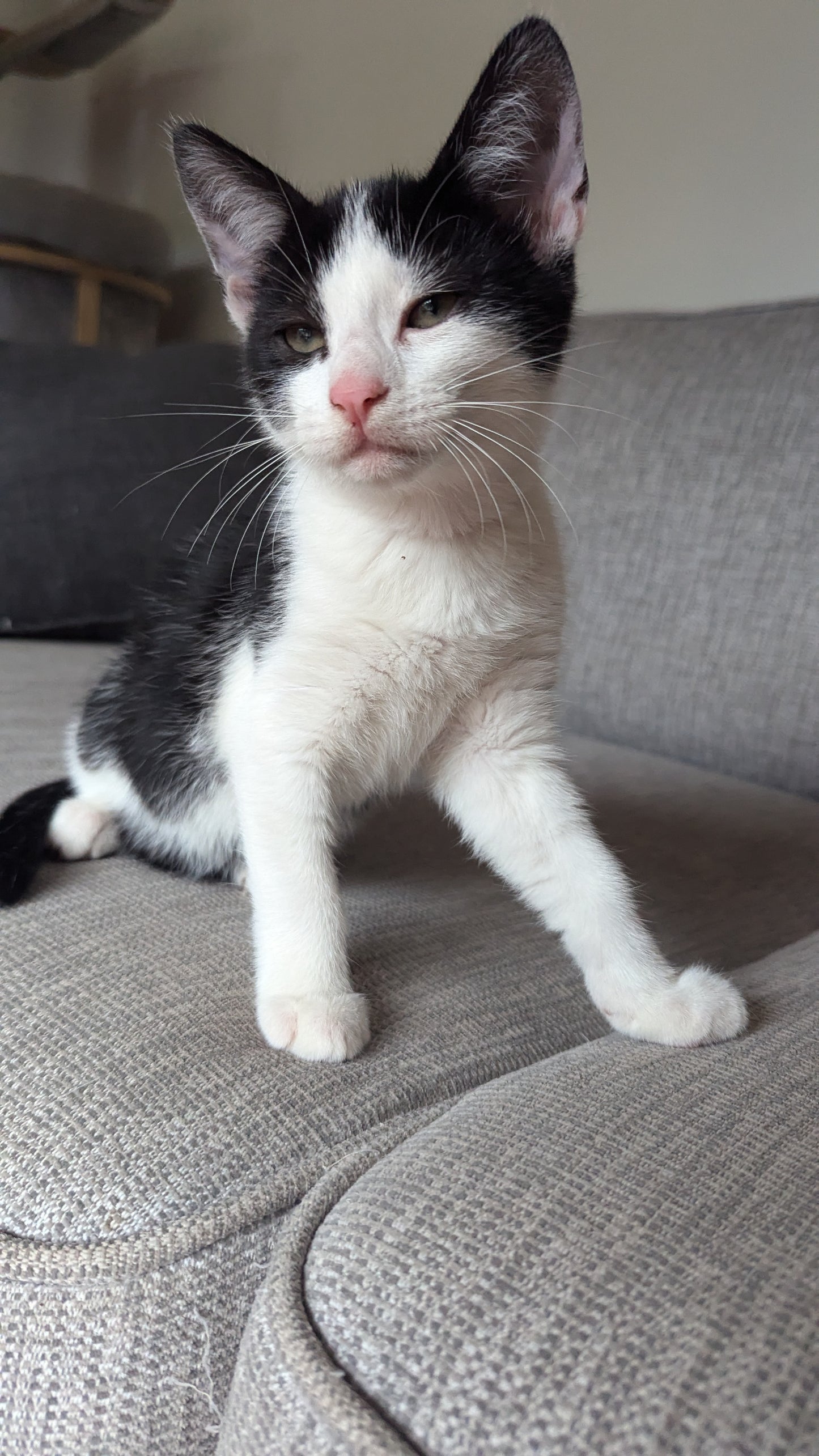 F1 Lykoi Black and White Tuxedo Boy Kittens