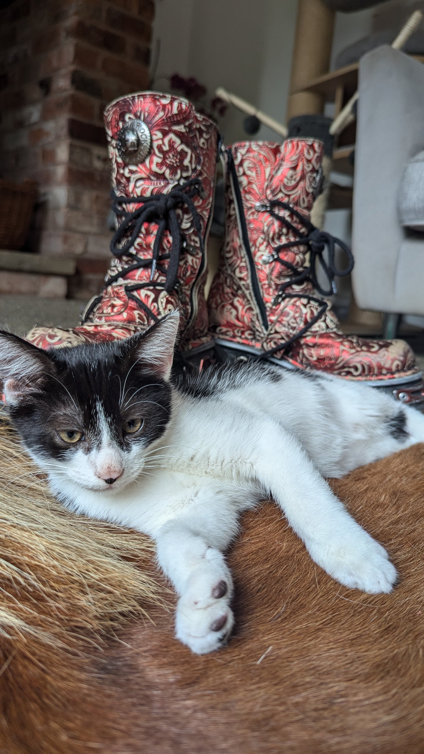 F1 Lykoi Black and White Tuxedo Boy Kittens