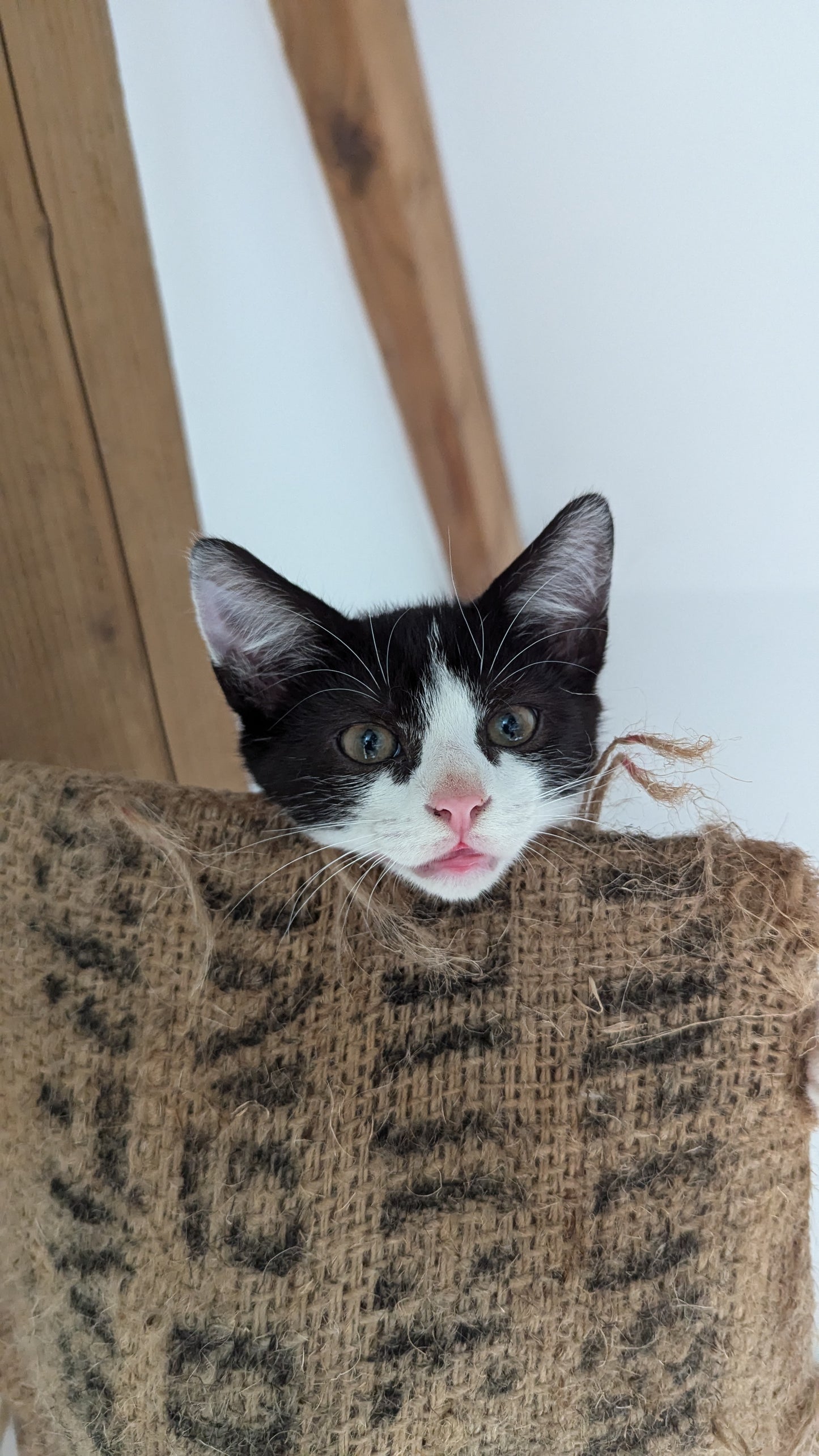 F1 Lykoi Black and White Tuxedo Boy Kittens