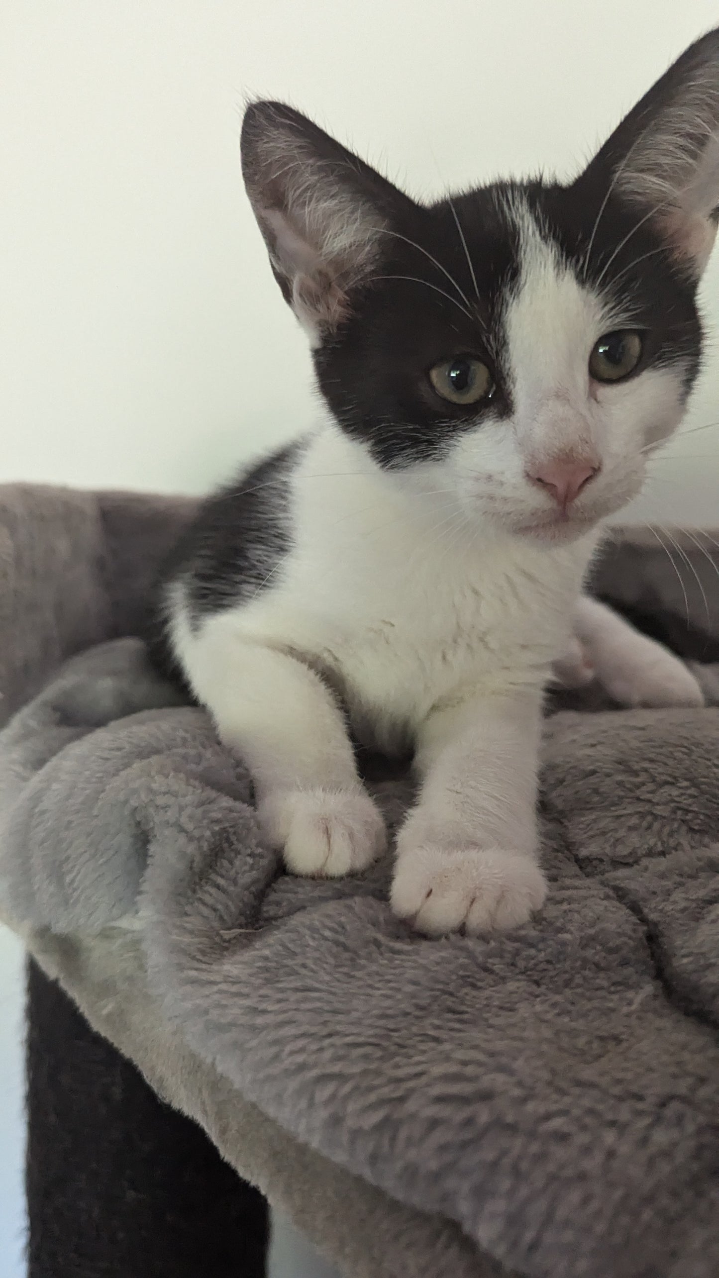 F1 Lykoi Black and White Tuxedo Boy Kittens