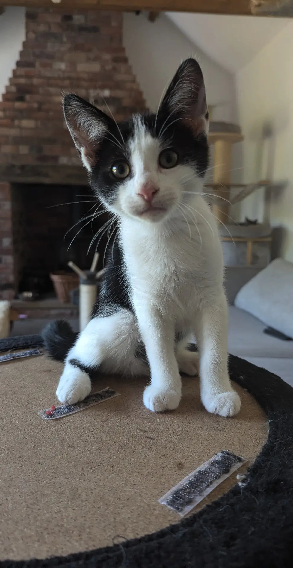 F1 Lykoi Black and White Tuxedo Boy Kittens