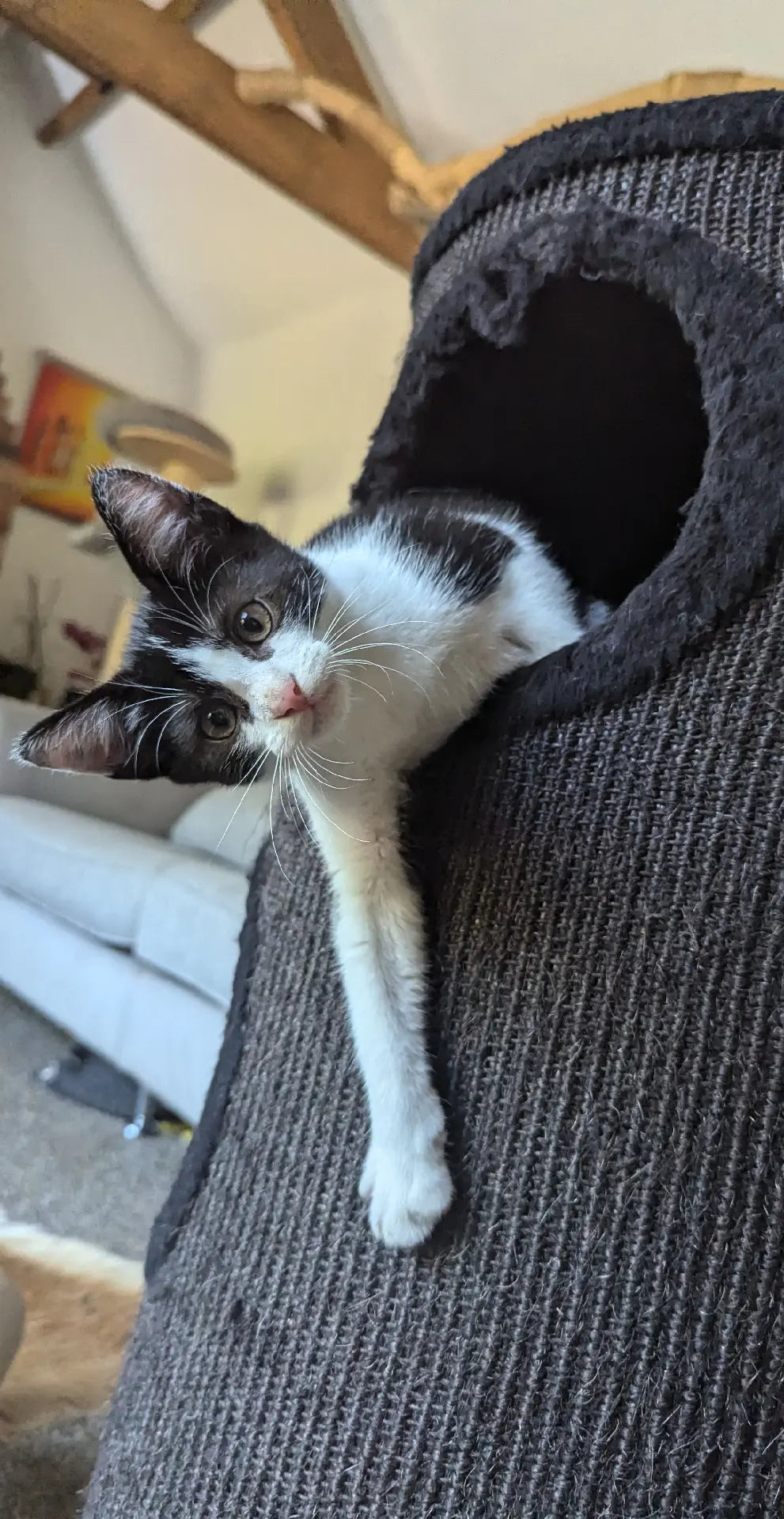 F1 Lykoi Black and White Tuxedo Boy Kittens