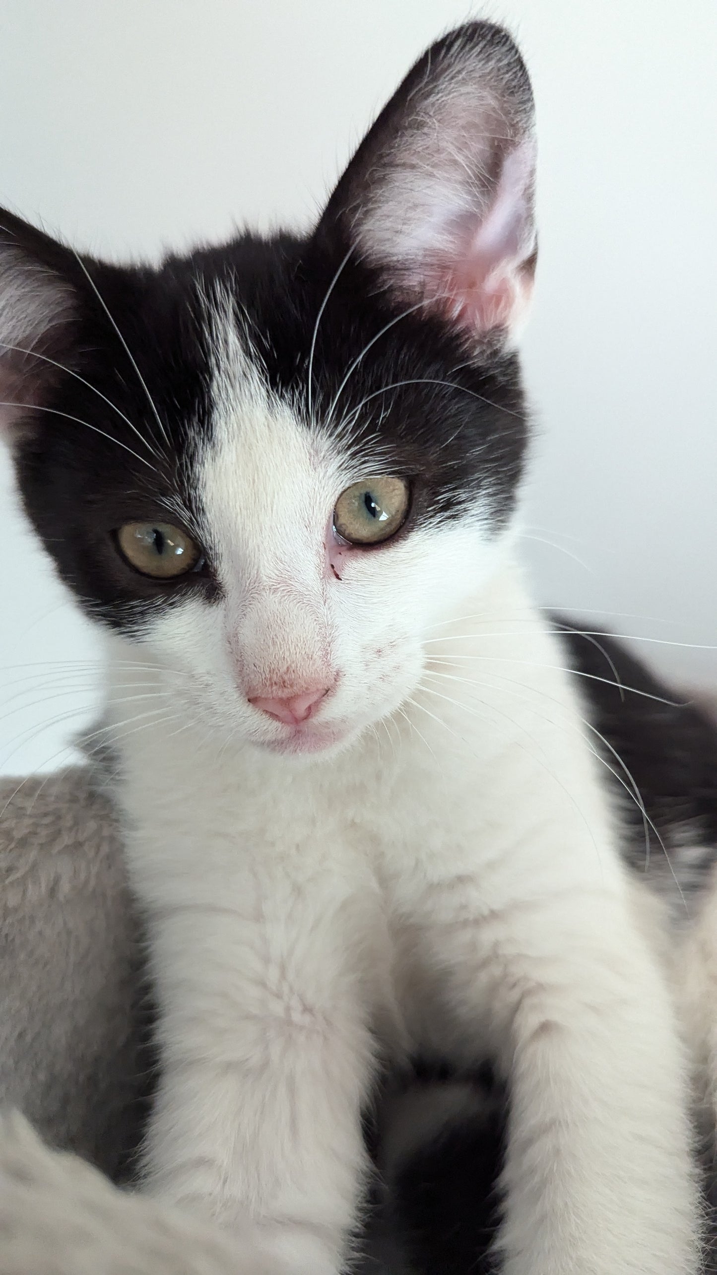 F1 Lykoi Black and White Tuxedo Boy Kittens