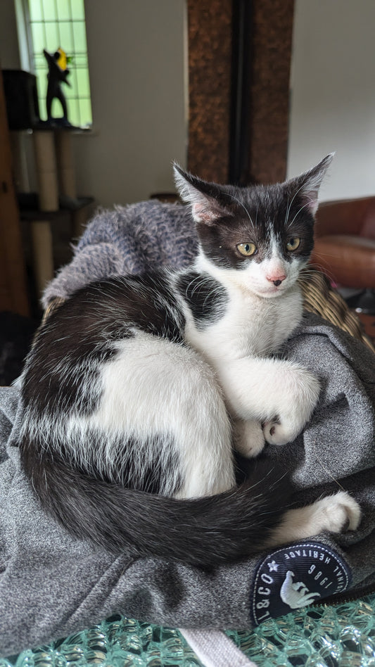 F1 Lykoi Black and White Tuxedo Boy Kittens