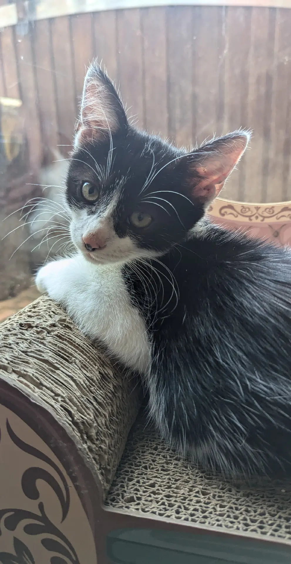 F1 Lykoi Black and White Tuxedo Boy Kittens