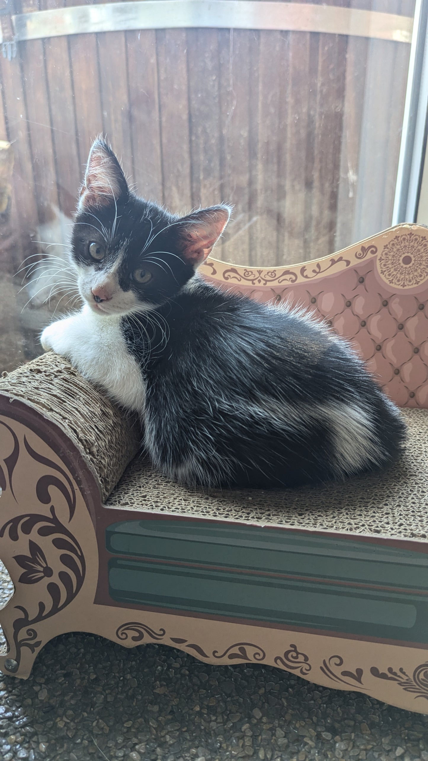 F1 Lykoi Black and White Tuxedo Boy Kittens