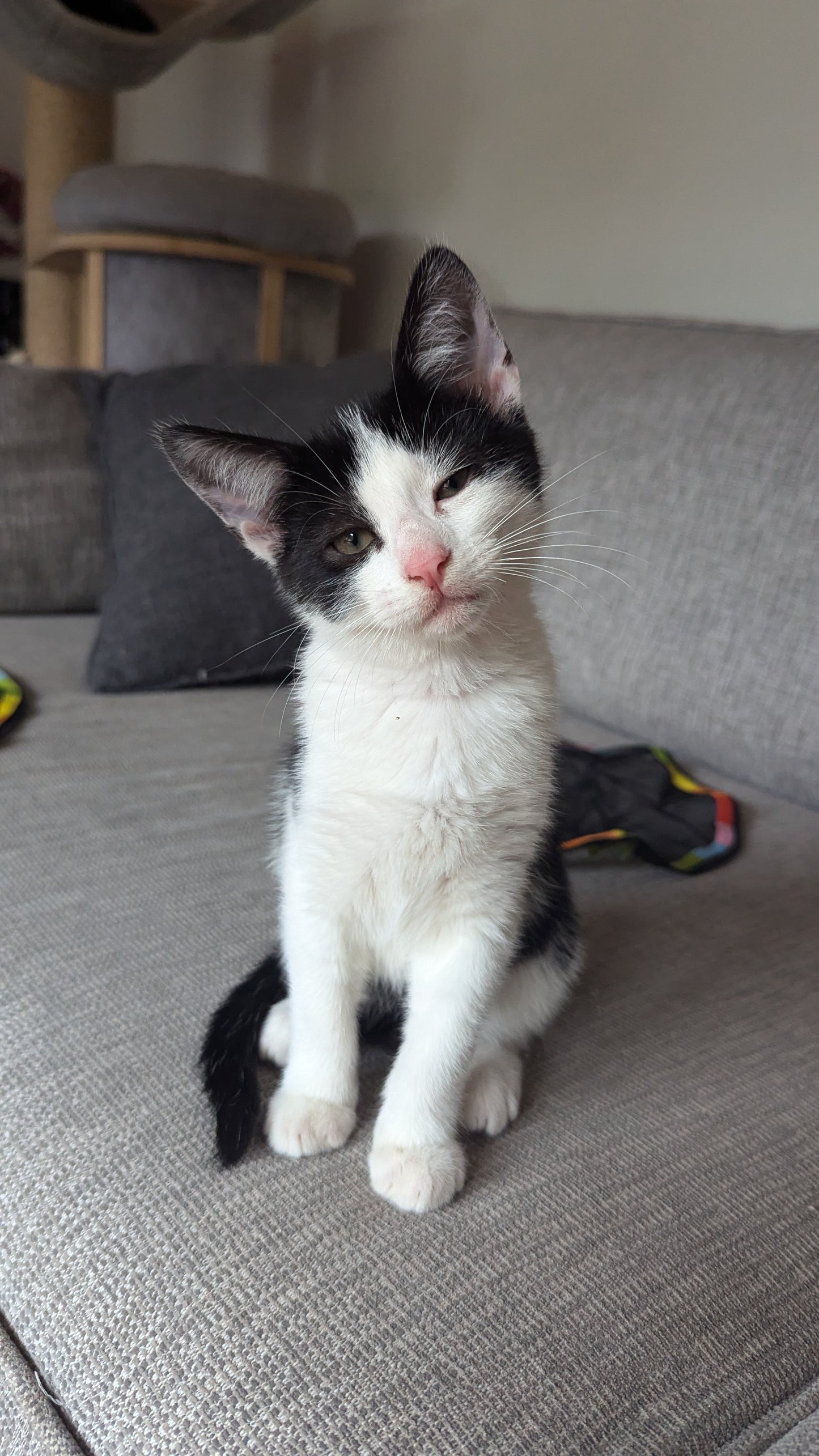 F1 Lykoi Black and White Tuxedo Boy Kittens