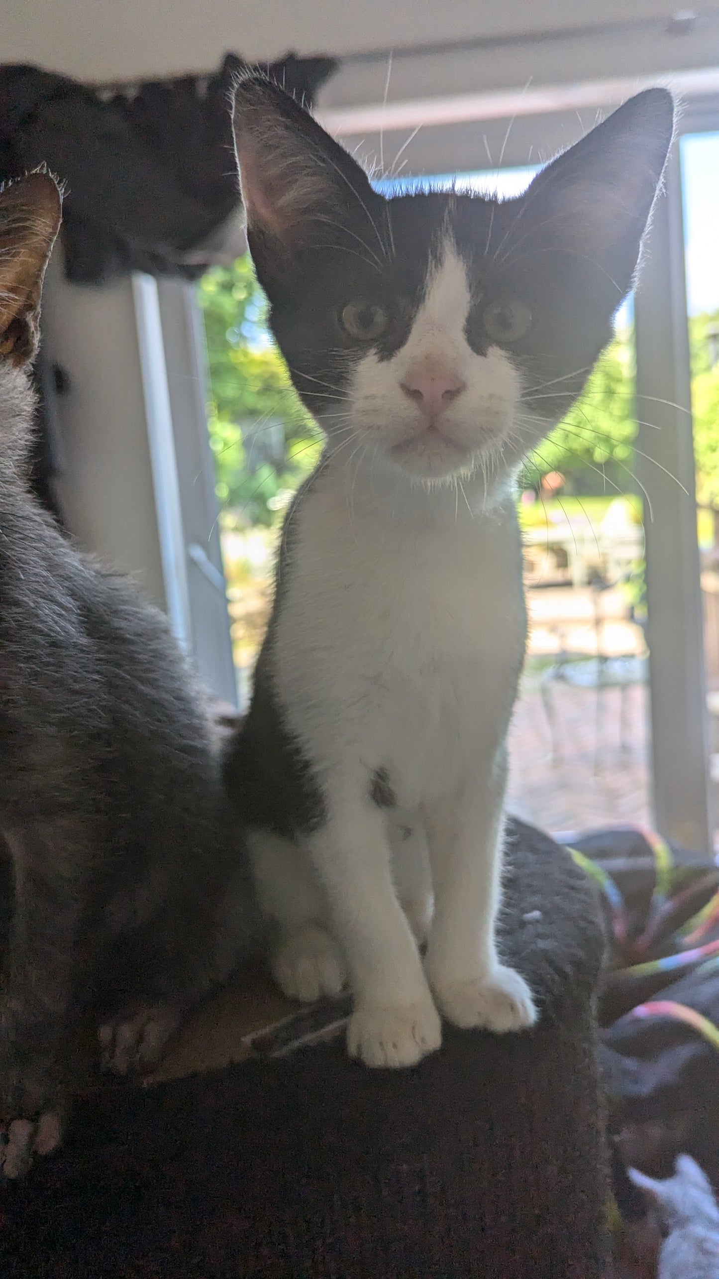 F1 Lykoi Black and White Tuxedo Boy Kittens